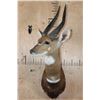 Image 2 : Big BUSHBUCK Shoulder Mount