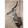 Image 3 : Big BUSHBUCK Shoulder Mount
