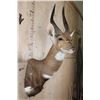 Image 4 : Big BUSHBUCK Shoulder Mount