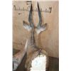 Image 6 : Big BUSHBUCK Shoulder Mount
