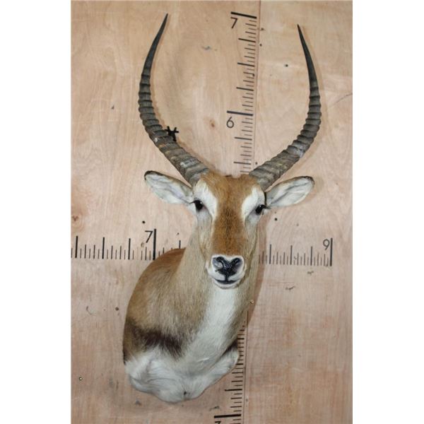 KAFUE LECHWE Shoulder Mount