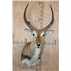Image 1 : KAFUE LECHWE Shoulder Mount