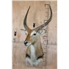 Image 2 : KAFUE LECHWE Shoulder Mount