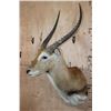 Image 3 : KAFUE LECHWE Shoulder Mount