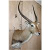 Image 4 : KAFUE LECHWE Shoulder Mount