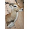 Image 5 : KAFUE LECHWE Shoulder Mount