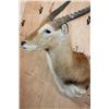 Image 6 : KAFUE LECHWE Shoulder Mount