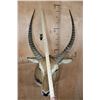 Image 7 : KAFUE LECHWE Shoulder Mount
