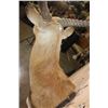 Image 8 : KAFUE LECHWE Shoulder Mount