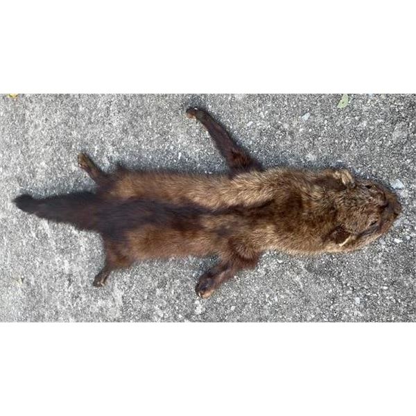 Complete North American FISHER Fur, Hide, or Skin