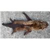 Image 1 : Complete North American FISHER Fur, Hide, or Skin