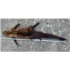 Image 2 : Complete North American FISHER Fur, Hide, or Skin