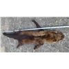 Image 3 : Complete North American FISHER Fur, Hide, or Skin
