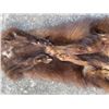 Image 4 : Complete North American FISHER Fur, Hide, or Skin