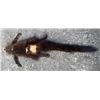 Image 5 : Complete North American FISHER Fur, Hide, or Skin