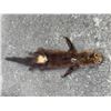 Image 6 : Complete North American FISHER Fur, Hide, or Skin