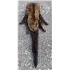 Image 7 : Complete North American FISHER Fur, Hide, or Skin