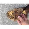 Image 8 : Complete North American FISHER Fur, Hide, or Skin