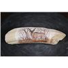 Image 1 : Scrimshawed HIPPOPOTAMUS Tusk Featuring a Kudu by Luciana