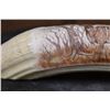 Image 4 : Scrimshawed HIPPOPOTAMUS Tusk Featuring a Kudu by Luciana
