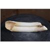 Image 5 : Scrimshawed HIPPOPOTAMUS Tusk Featuring a Kudu by Luciana