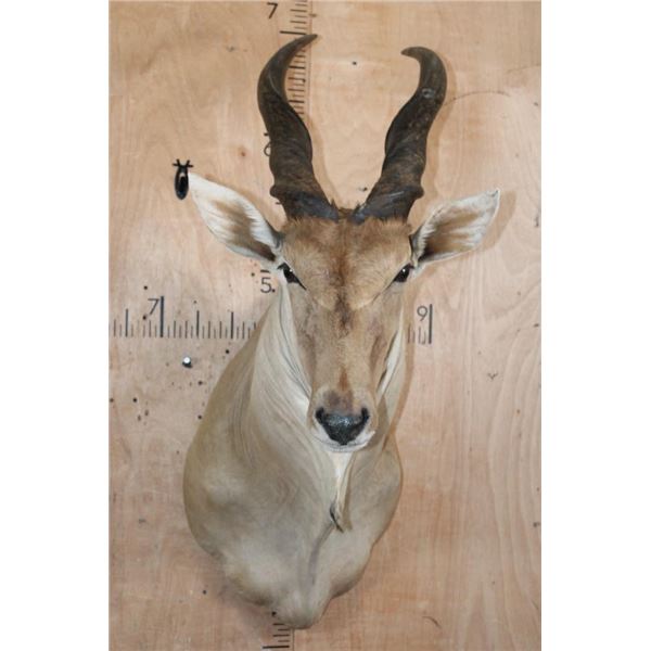 XL LIVINGSTON'S ELAND Shoulder Mount with Removable Horns