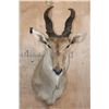 Image 1 : XL LIVINGSTON'S ELAND Shoulder Mount with Removable Horns
