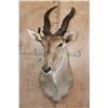 Image 2 : XL LIVINGSTON'S ELAND Shoulder Mount with Removable Horns