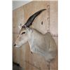 Image 3 : XL LIVINGSTON'S ELAND Shoulder Mount with Removable Horns