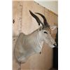 Image 4 : XL LIVINGSTON'S ELAND Shoulder Mount with Removable Horns