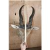 Image 5 : XL LIVINGSTON'S ELAND Shoulder Mount with Removable Horns