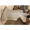 Image 7 : XL LIVINGSTON'S ELAND Shoulder Mount with Removable Horns