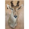 Image 8 : XL LIVINGSTON'S ELAND Shoulder Mount with Removable Horns