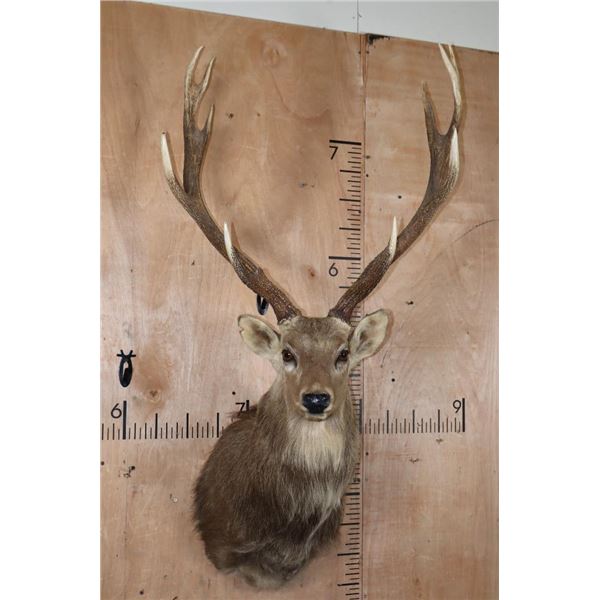 XXL 25-Point MANCHURIAN SIKA DEER Shoulder Mount
