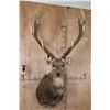 Image 1 : XXL 25-Point MANCHURIAN SIKA DEER Shoulder Mount