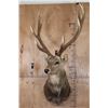 Image 2 : XXL 25-Point MANCHURIAN SIKA DEER Shoulder Mount