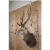 Image 3 : XXL 25-Point MANCHURIAN SIKA DEER Shoulder Mount