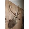 Image 4 : XXL 25-Point MANCHURIAN SIKA DEER Shoulder Mount