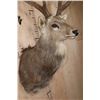 Image 5 : XXL 25-Point MANCHURIAN SIKA DEER Shoulder Mount