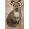 Image 6 : XXL 25-Point MANCHURIAN SIKA DEER Shoulder Mount