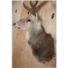 Image 7 : XXL 25-Point MANCHURIAN SIKA DEER Shoulder Mount