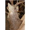 Image 8 : XXL 25-Point MANCHURIAN SIKA DEER Shoulder Mount