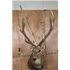 Image 9 : XXL 25-Point MANCHURIAN SIKA DEER Shoulder Mount