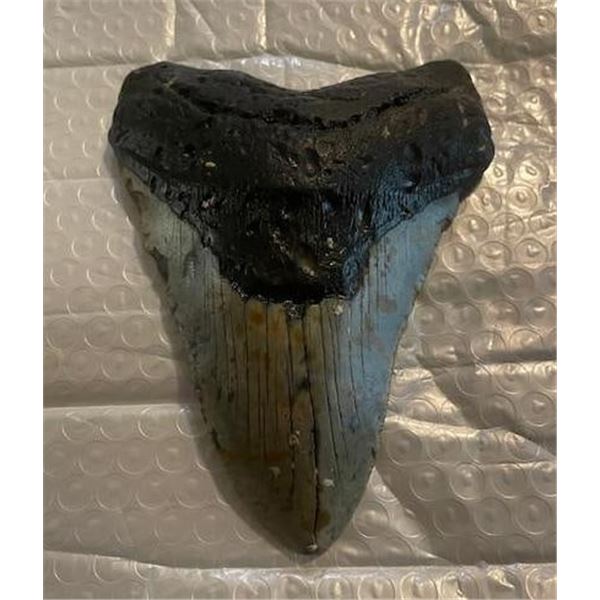 XXL MEGALODON Shark Tooth Fossil Specimen