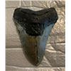 Image 1 : XXL MEGALODON Shark Tooth Fossil Specimen