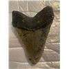 Image 2 : XXL MEGALODON Shark Tooth Fossil Specimen