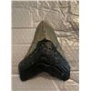 Image 3 : XXL MEGALODON Shark Tooth Fossil Specimen