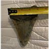 Image 5 : XXL MEGALODON Shark Tooth Fossil Specimen