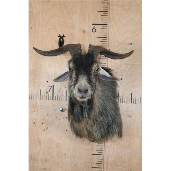 CATALINA GOAT Shoulder Mount