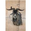 Image 1 : CATALINA GOAT Shoulder Mount